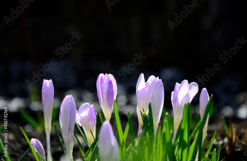 Purple crocuses close-up outdoors with copy space.
