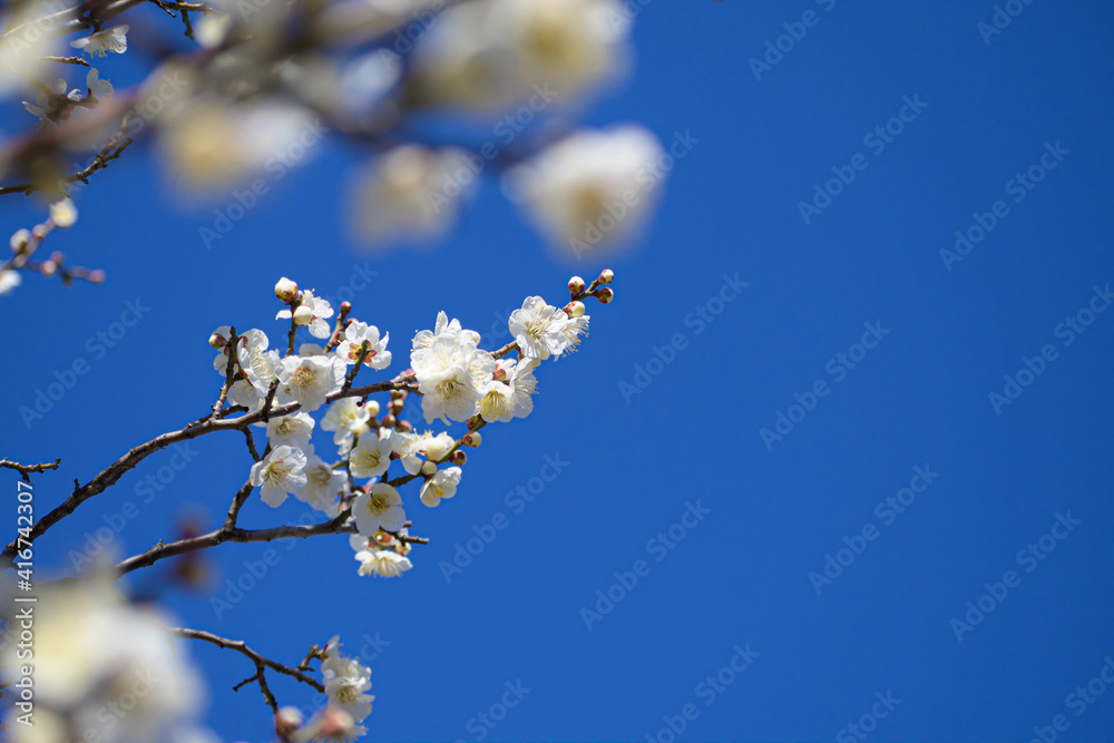 梅の花 白加賀 梅の花 白加賀