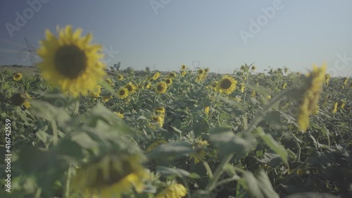 field of sunflowers