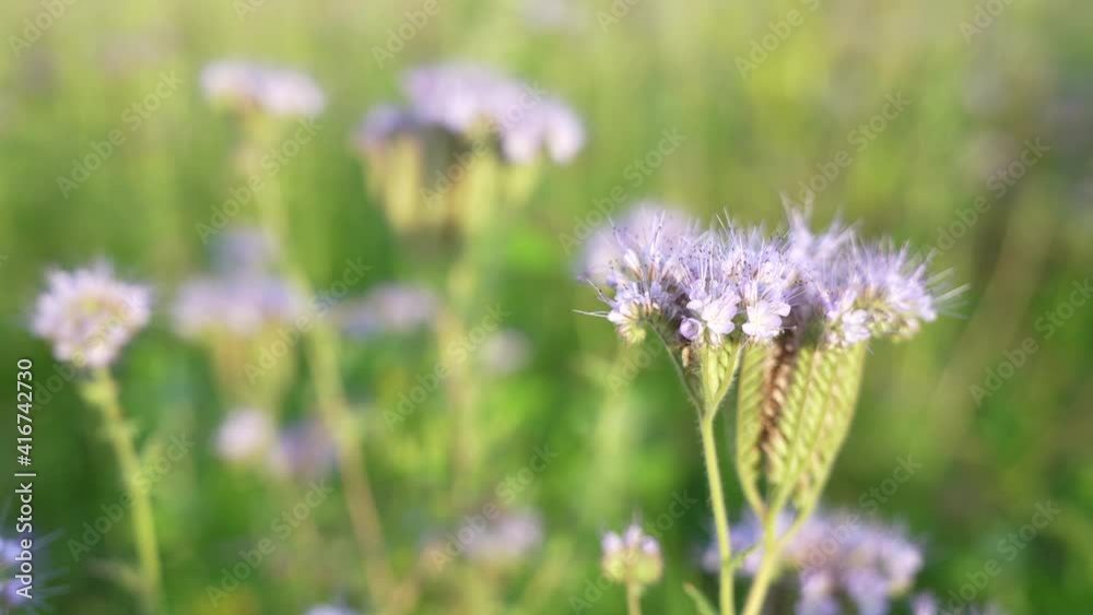 Scorpionweed (Phacelia tanacetifolia) Wildflowers on a field in germany Scorpionweed (Phacelia tanacetifolia) Wildflowers on a field in germany