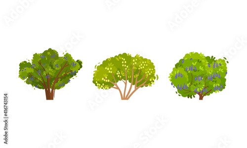 Branched Berry Bush and Shrub with Ripe Fruit Vector Set