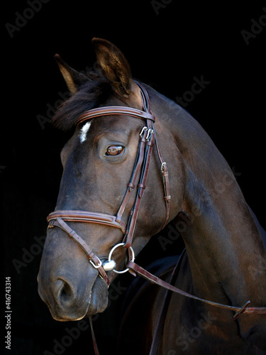 Horse In Bridle