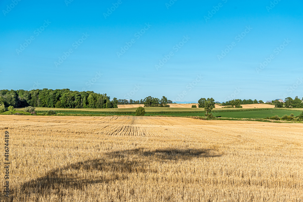 Wheat field