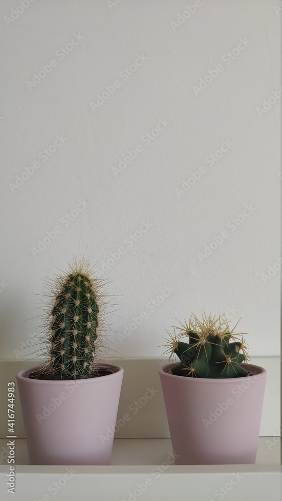 cactus hogar cactus hogar