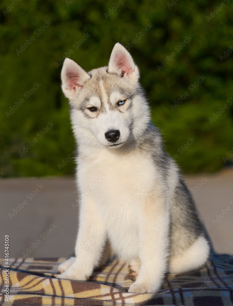 Cute multi-eyed husky puppy poses in the ring dog gray fluffy with eyes of different colors (heterchromia) Beautiful husky puppy sits in summer