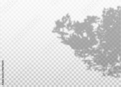 Overlays shadow effect from leaves and foliage. Plant or tree branches with empty space isolated on transparent background.