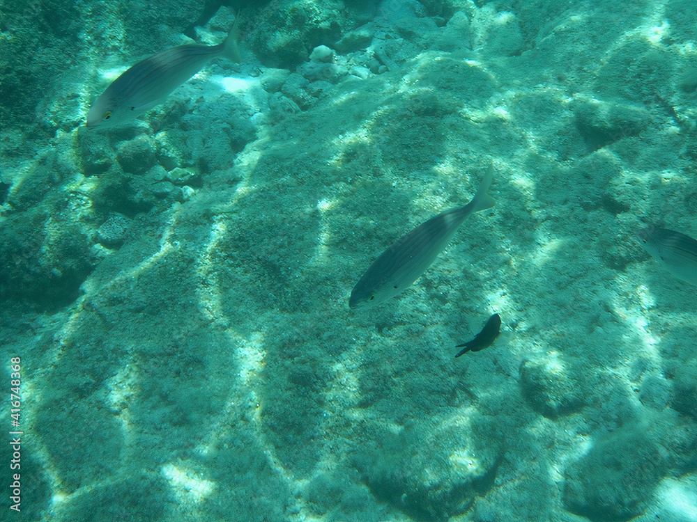 fish in the sea fish in the sea