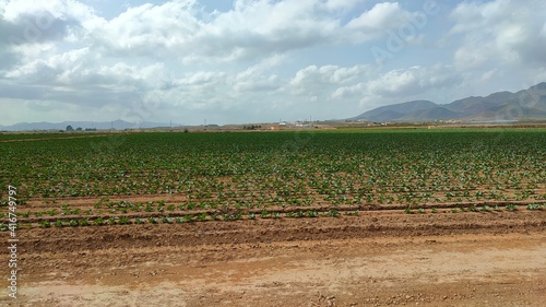 vineyard