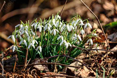 Schneeglöckchen im Wald