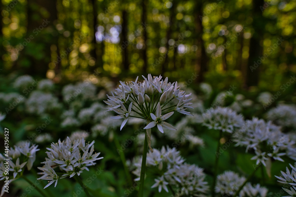 Obraz premium Wald im Frühling