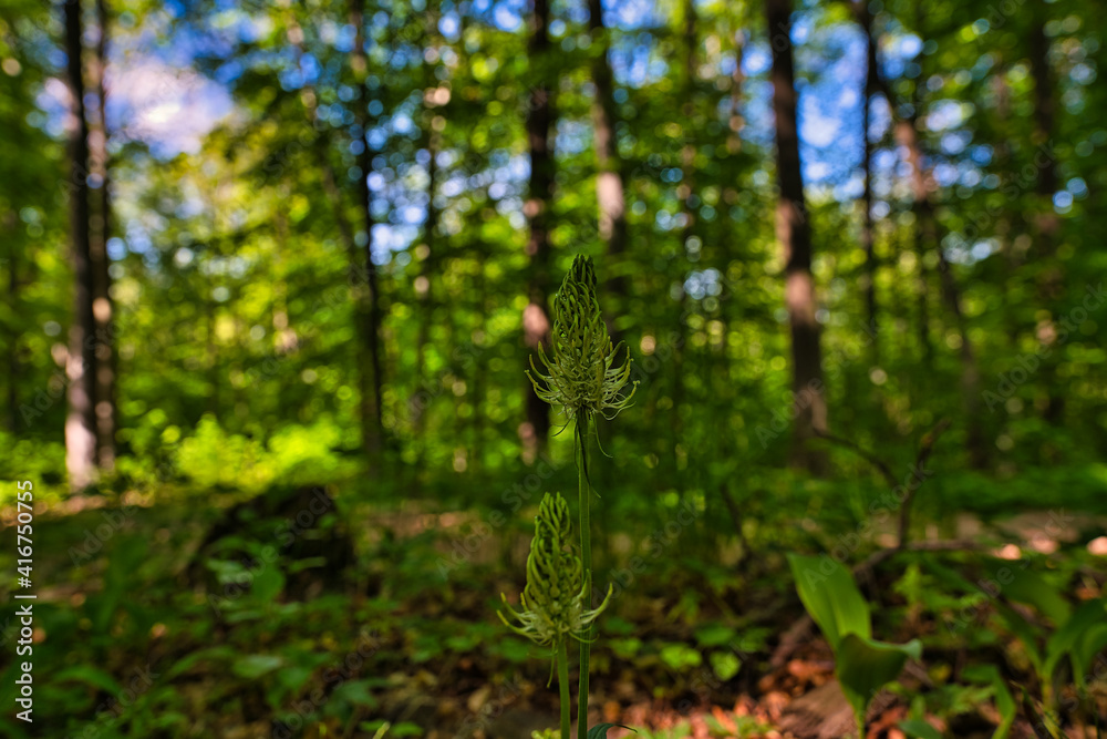 Obraz premium Wald im Frühling