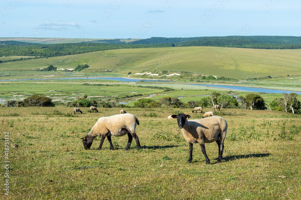 Fototapeta premium Ovejas pastando en el parque natural de las Seven Sisters,al sur de Inglaterra 