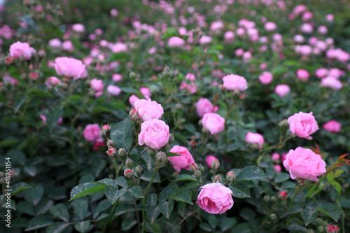 Blooming roses in the park  North China