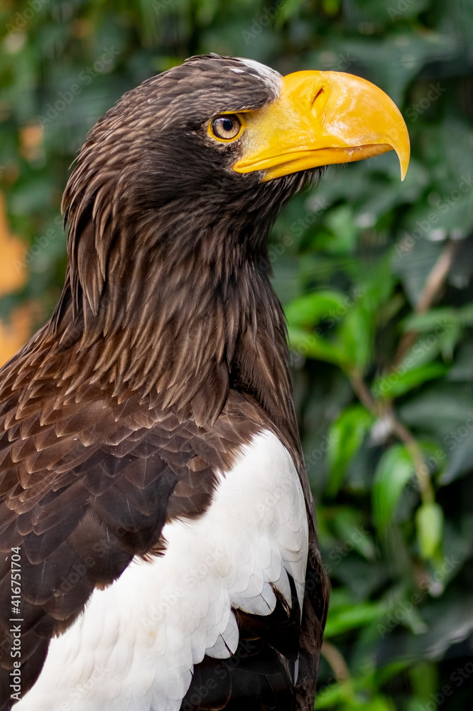 Obraz premium sea eagle