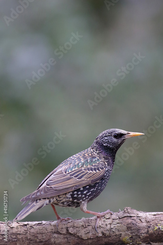 Etourneau commun Sturnus vulgaris perché