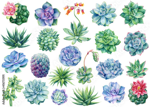 Set of succulents and cactus, watercolor illustration, botanical painting photo