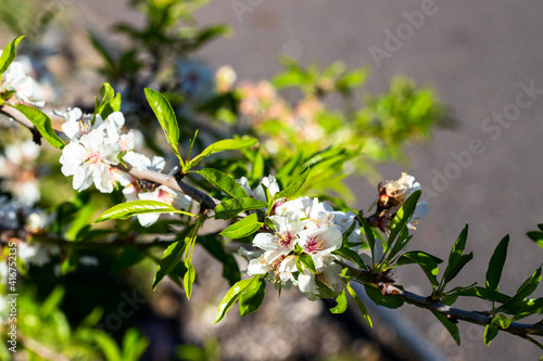 Almond tree branches with white flower in full bloom in the garden  at the Spring. Springtime coming background.