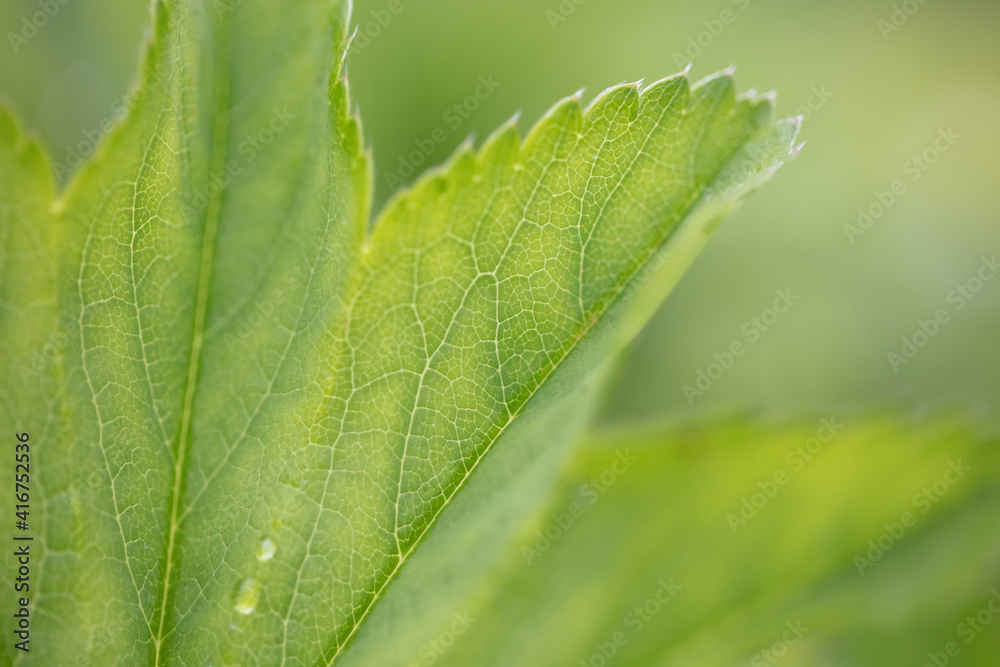 Beautiful and textured green leaf close-up. Beautiful and textured green leaf close-up.