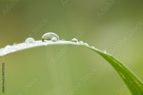 A beautiful composition with a drop and grass. A drop of rain on a fragile straw