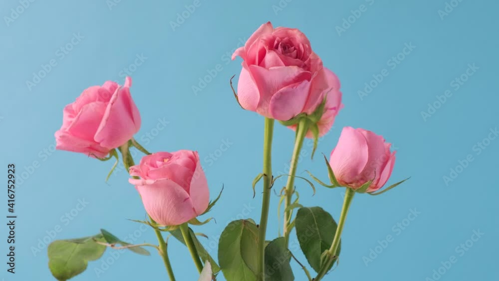 Spinning of bouquet of pink roses. Flower bouquet spinning in blue background wide shot. Pink rose rotating. Spinning of bouquet of pink roses. Flower bouquet spinning in blue background wide shot. Pink rose rotating.