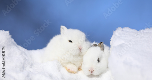 two white cute Easter bunny in the snow