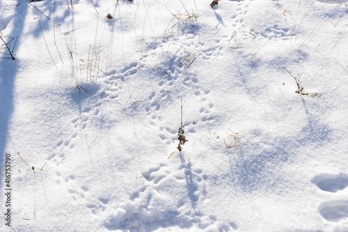 Animal track footprints from rabbits in the snow