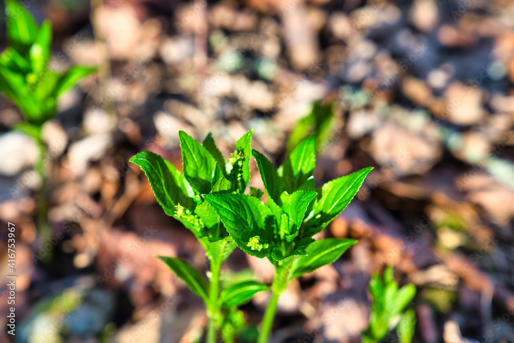 Wald im Frühling