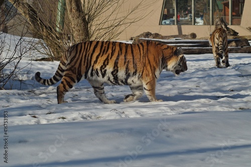 Amur tiger in winter scenery - Panthera tigris altaica