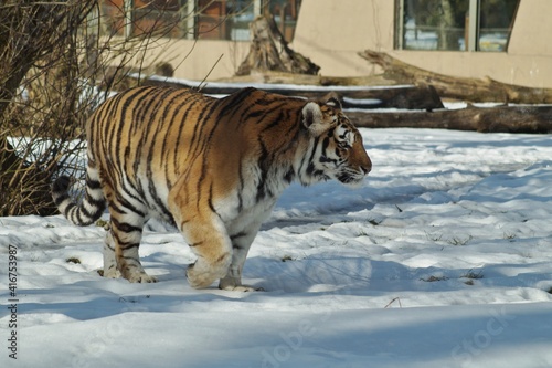 Amur tiger in winter scenery - Panthera tigris altaica