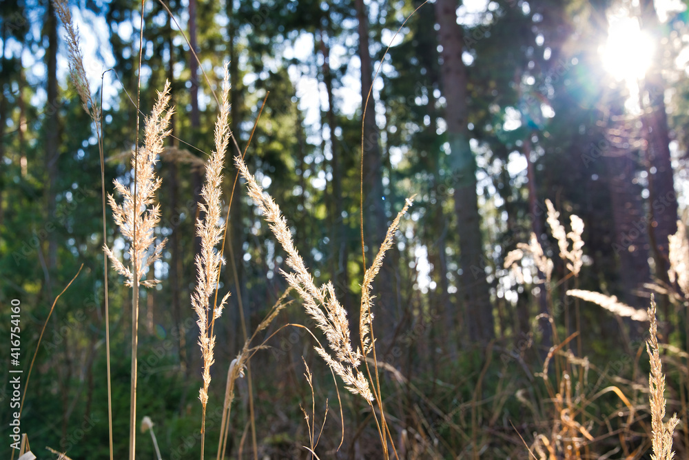 Wald im Frühling