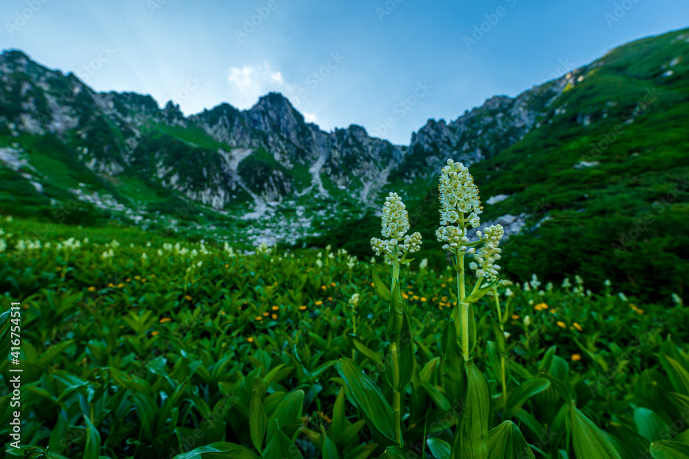 alps landscape with grass and blue sky at Nagano, Japan alps landscape with grass and blue sky at Nagano, Japan