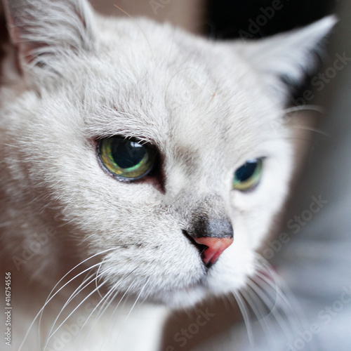 Close-up portrait of attentive grey british cat. Strict cat look. © svetlanais