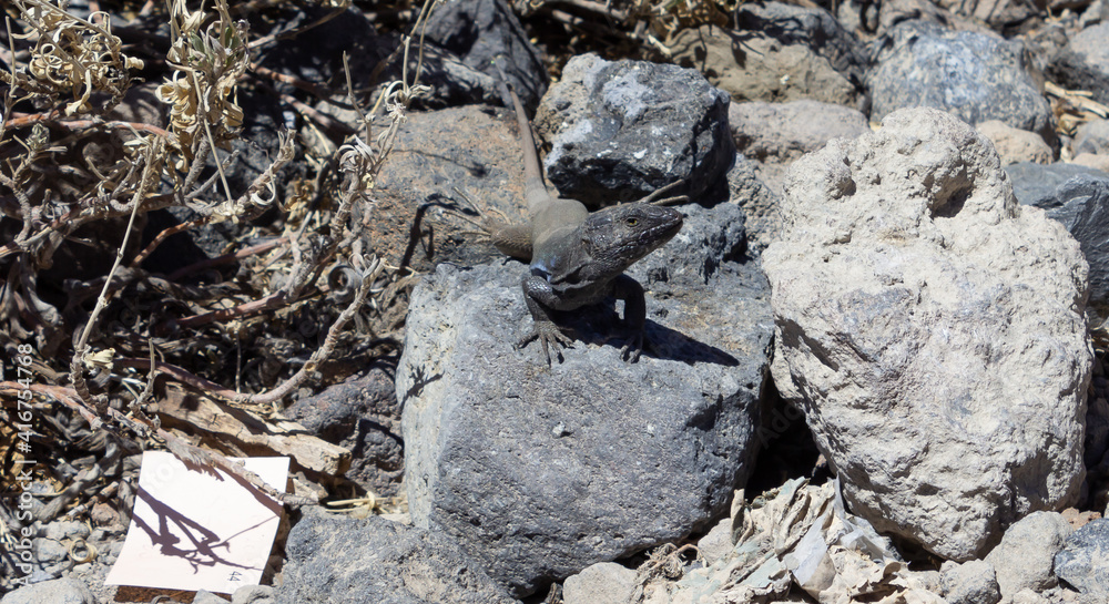 Lizard Gallotia Galloti looking in the camera and bading on a rock in the sun Lizard Gallotia Galloti looking in the camera and bading on a rock in the sun