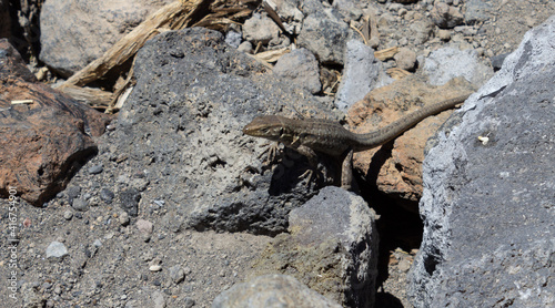 Lizard Gallotia Galloti is bading on a rock in the sun