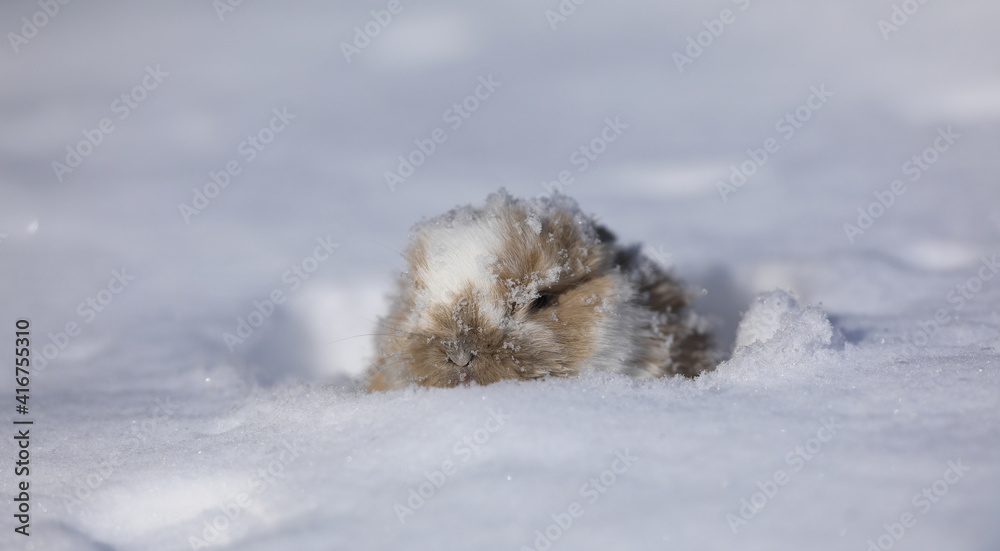 little marmot in the snow
