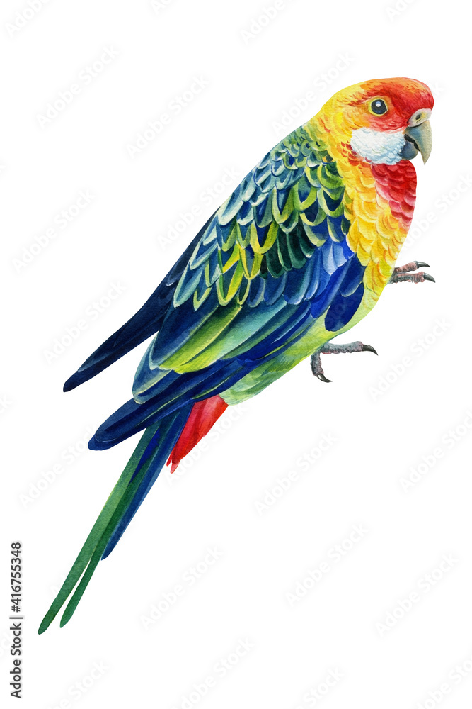 Parrot on isolated white background, tropical bird watercolor painting, illustration
