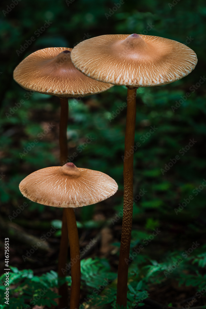 Fototapeta premium Wild Mushrooms in the Forest