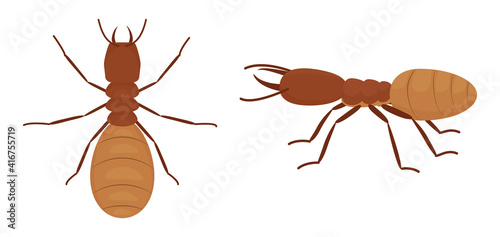 Cartoon termites isolated on white background, insect wood pest. Vector wild animal illustration. photo