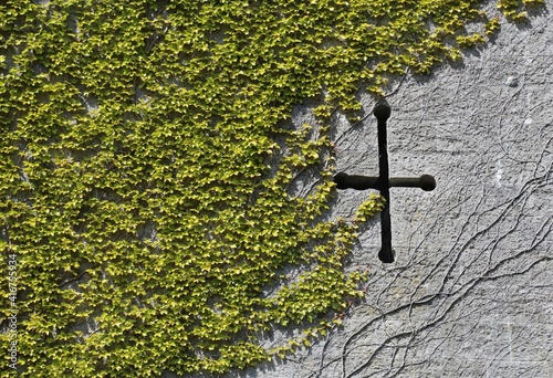 An arrow slit in a castle wall covered with ivy. photo