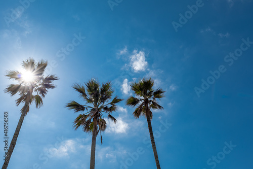 青空と椰子の木
