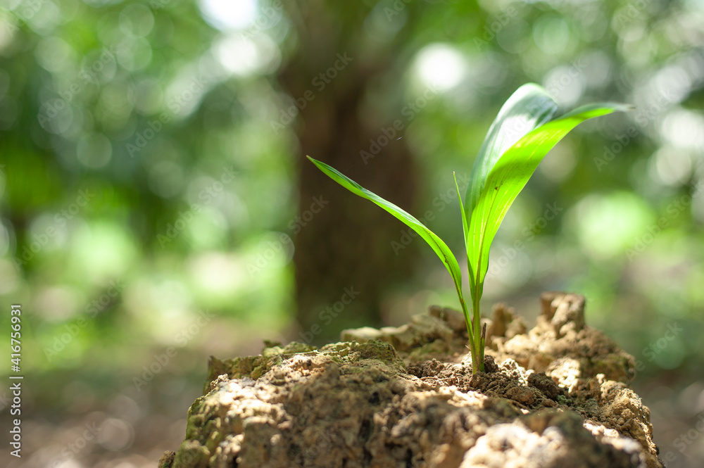Young palm oil seedling in soil on blurred background Young palm oil seedling in soil on blurred background