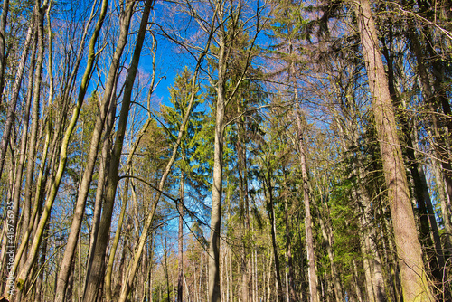 Wald im Frühling Natur erwacht