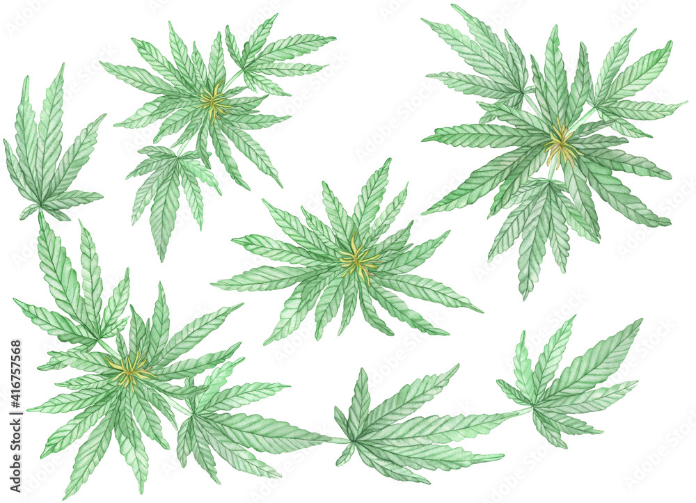 Watercolor Green branches of blossom Cannabis plant with leaves