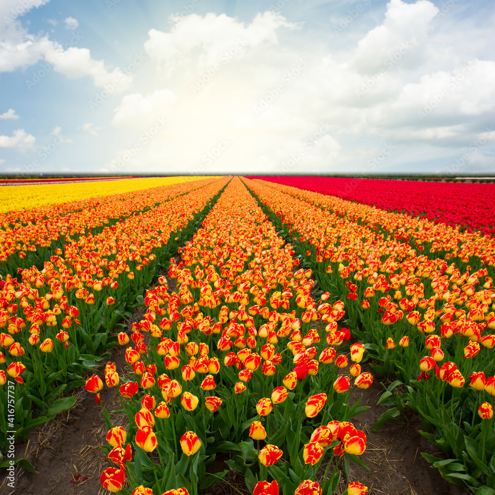 Dutch pink tulip fields