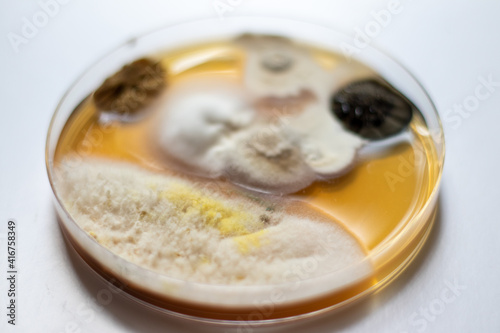 Close up of mold fungus, bacteria, germs grown in a petri dish on white background