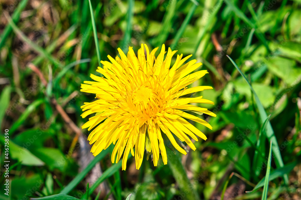 bunte Frühlingswiese Frühlingsblumen auf der Wiese im Frühling bunte Frühlingswiese Frühlingsblumen auf der Wiese im Frühling