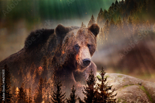 double exposure of brown bear and forest save the planet photo