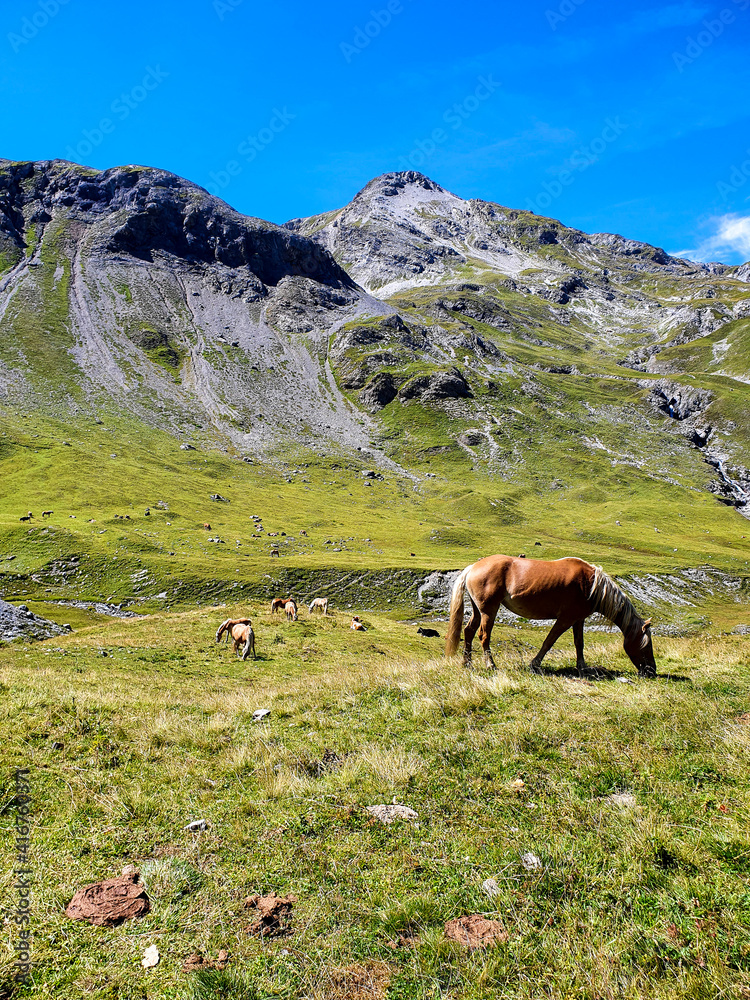 Pferd isst auf Weide in Schweizer Alpen