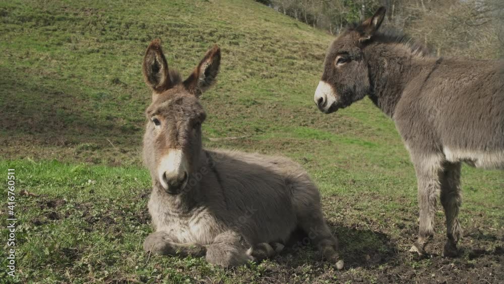 Couple of donkeys enjoying sunlight on meadow on hillside Couple of donkeys enjoying sunlight on meadow on hillside