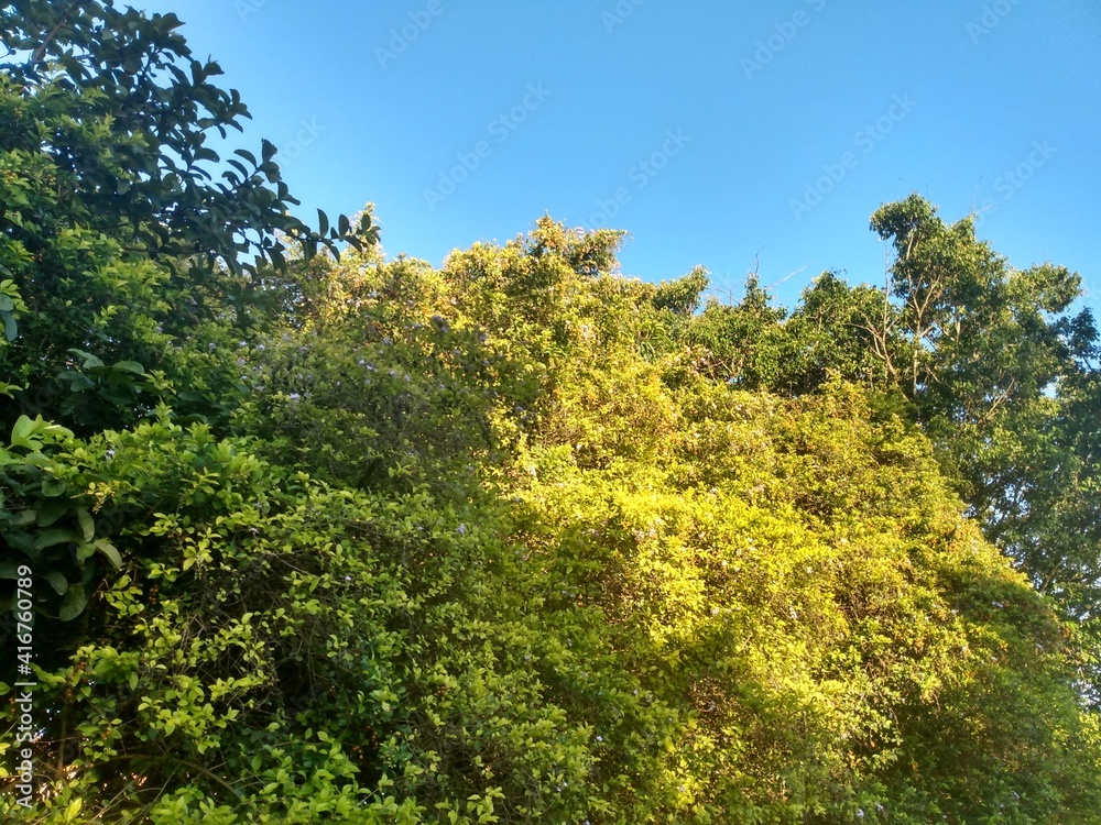 Morning sun on the trees